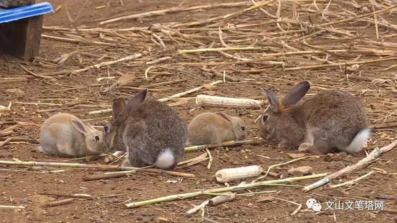 「笔塔热点」丘北1村民租地养兔探出致富路，年入30多万