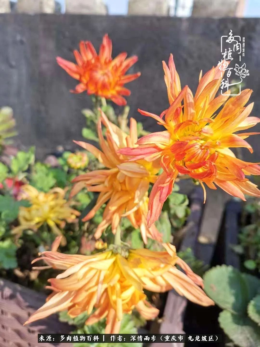 在重庆养多肉养的是一种信仰,重庆养多肉适合用什么土