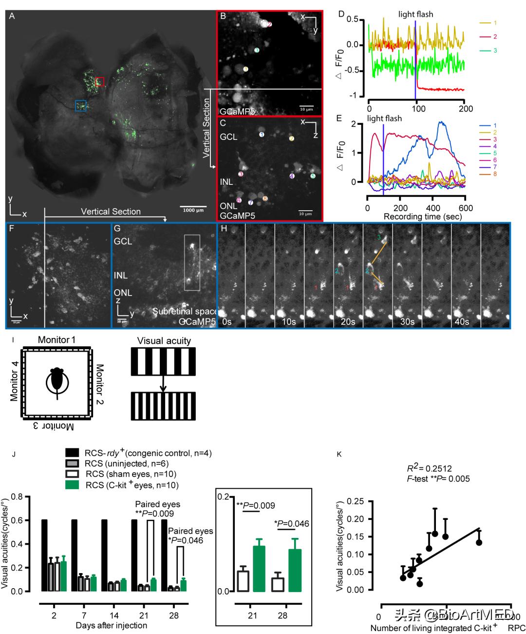 陆军军医大学揭示：细胞可通过神经连接，修复视网膜