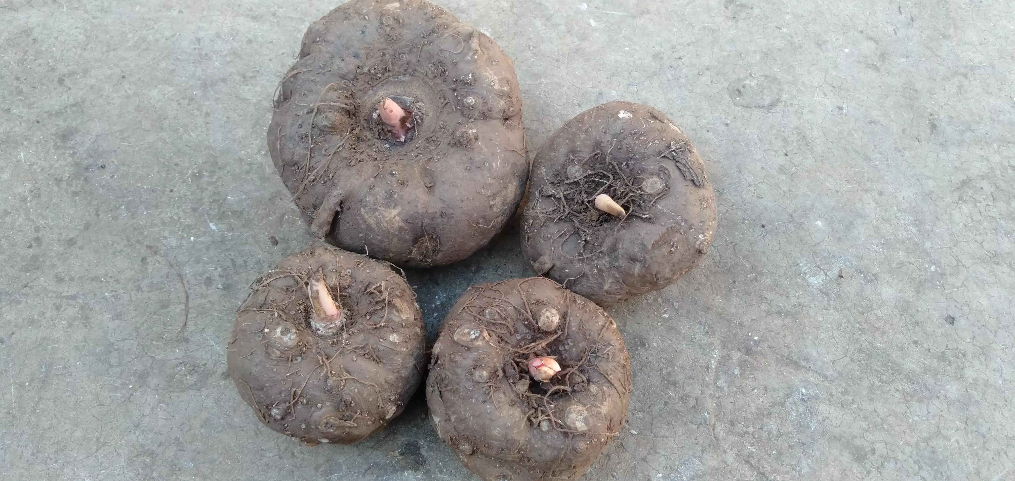 魔芋种植近几年价格变化,魔芋价值低迷种植前景还行吗