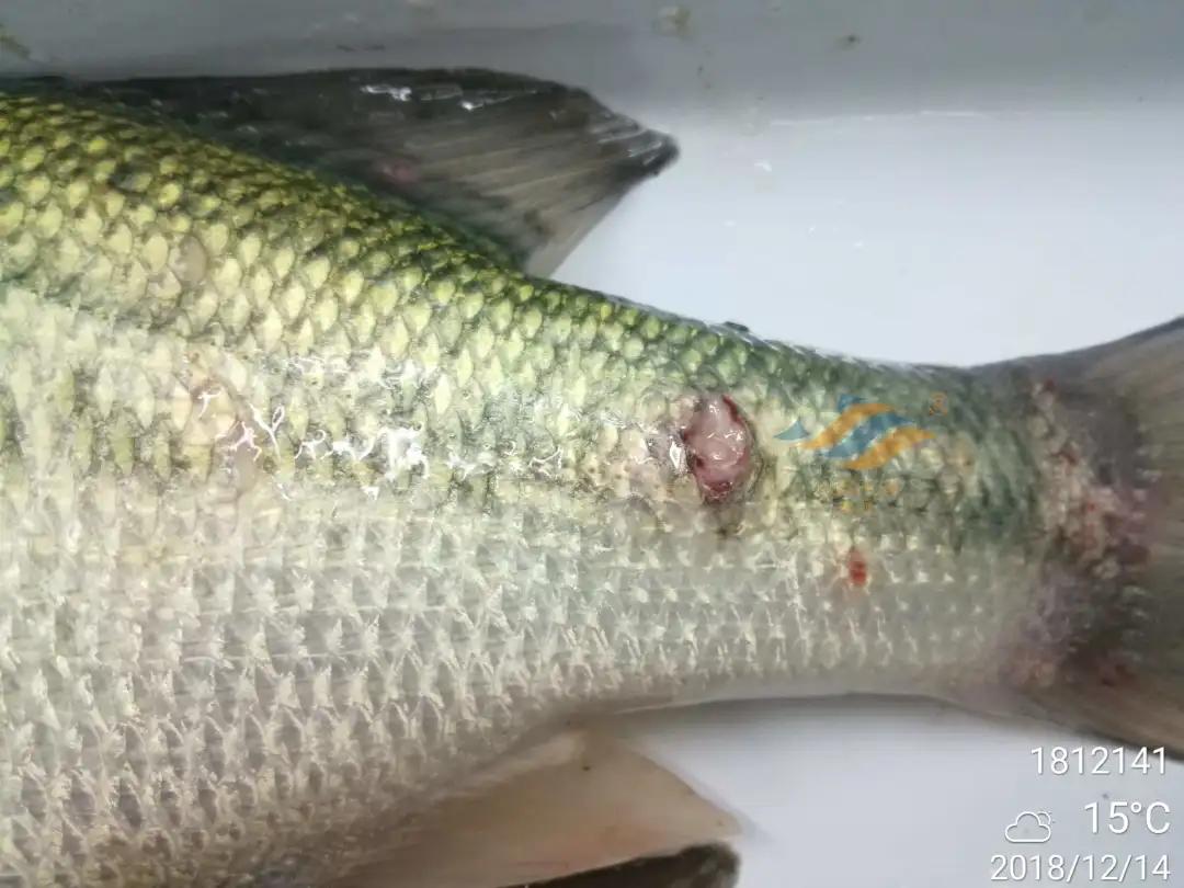 加州鲈常见病害及临床表现,加州鲈黑斑病