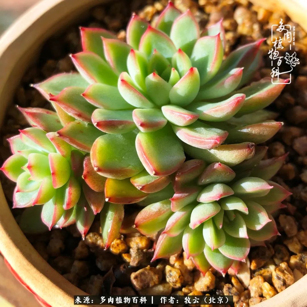 多肉植物一样的生机勃勃,多肉生活充满诗意