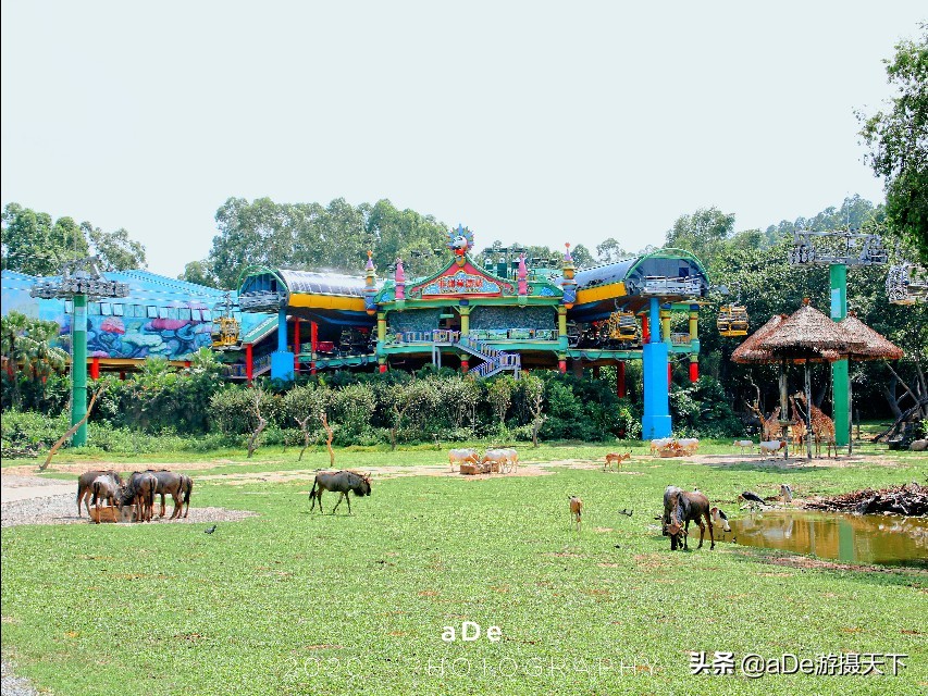 广州长隆野生动物园夜场,长隆嘉年华夜场17号有什么节目