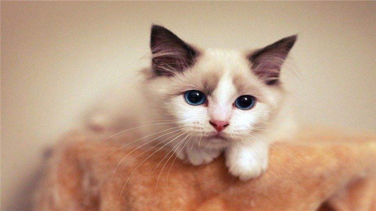 养猫怎么解决猫咪大小便,猫咪怎么养才能学会上厕所