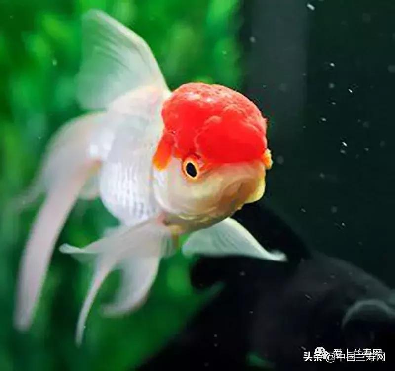 鹤顶红金鱼多久能长大,金鱼品种介绍之鹤顶红