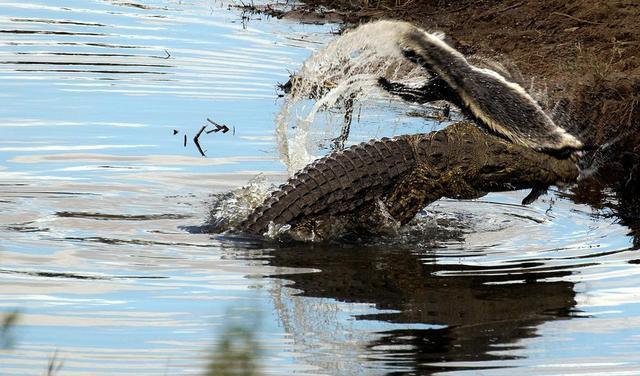 平头哥蜜獾的天敌有哪些,平头哥蜜獾真的没有天敌吗