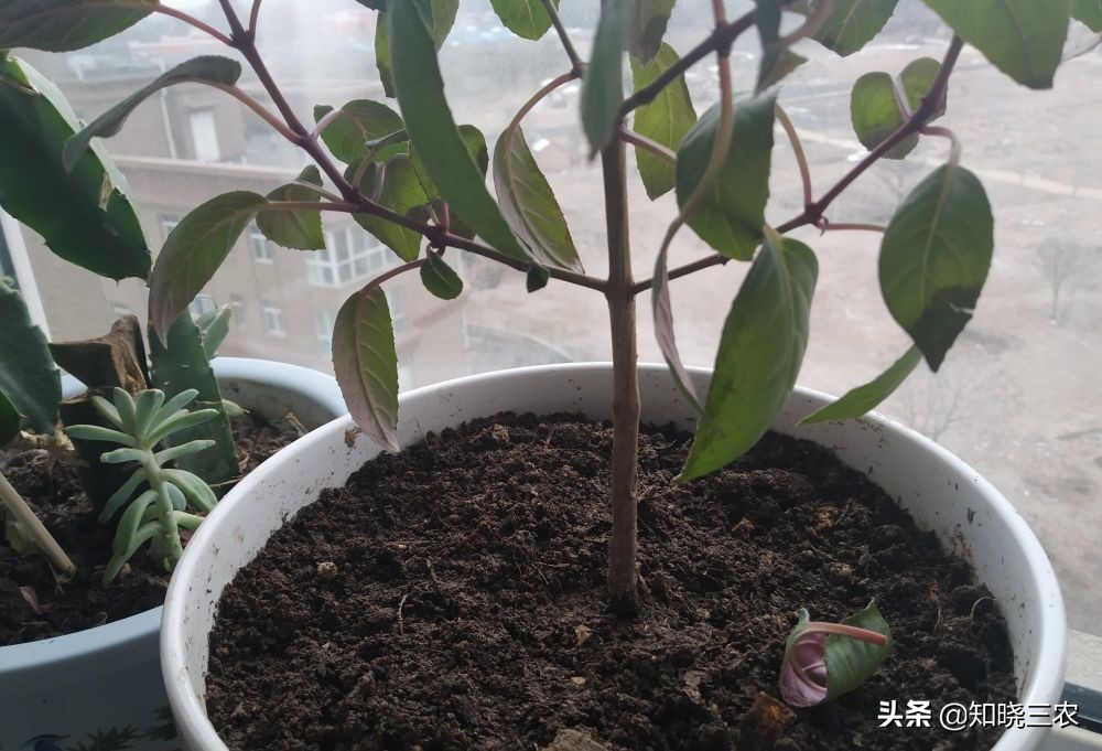 倒挂金钟放什么肥料最好,倒挂金钟施肥多了叶子发蔫怎么办