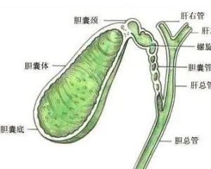 胆囊变异解剖图,胆道血供解剖