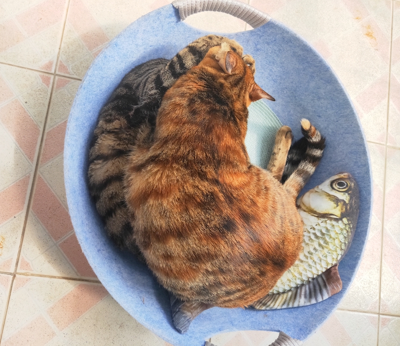 养了一对猫兄妹怎么办,养兄妹猫好不好