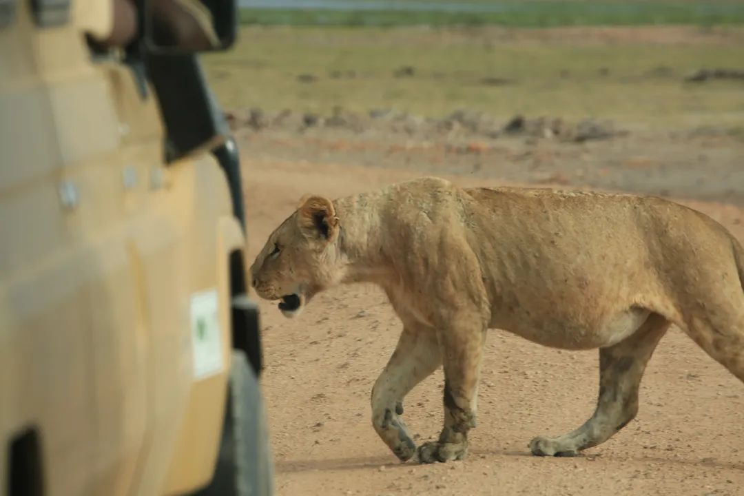 带女儿走进安博塞利国家公园，从野生动物身上收获“生命启蒙课”