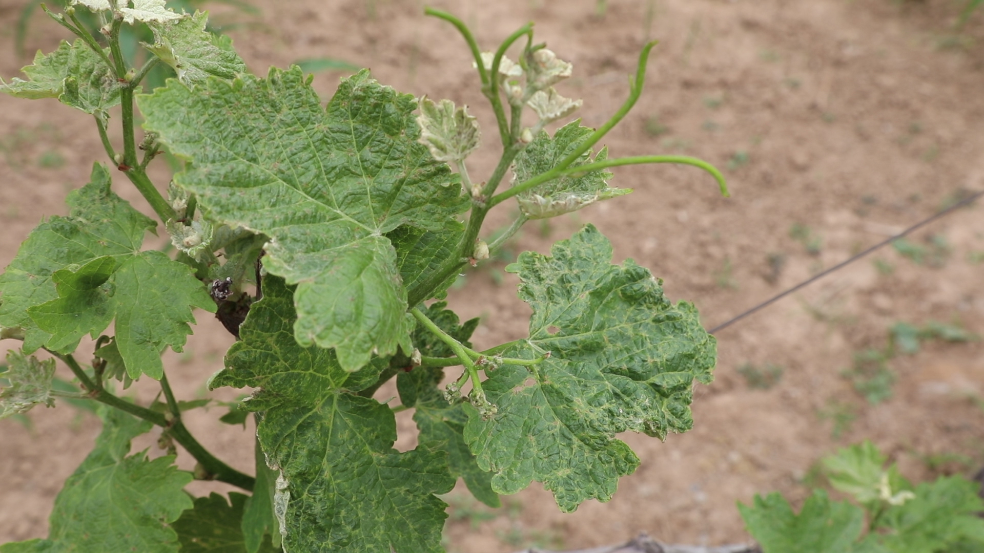 葡萄螨蝽象用什么药,葡萄蓟马绿盲蝽用啥药打