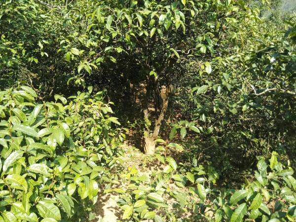 云南普洱茶区六大茶区,普洱茶茶区详细分布图