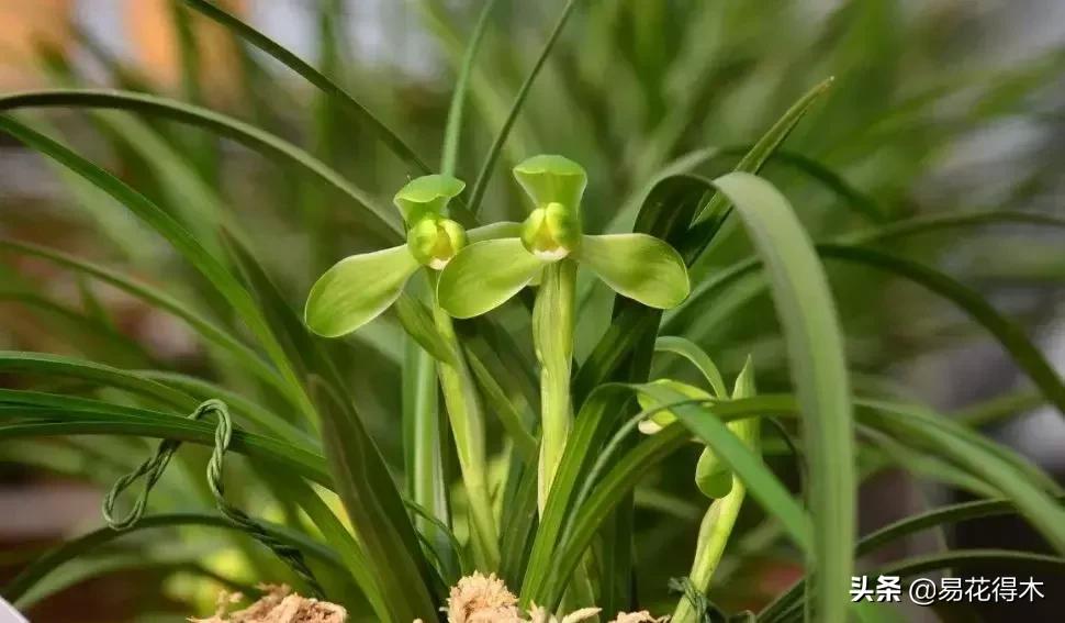莲瓣兰的花和春剑的花有什么区别,春剑春兰莲瓣兰豆瓣兰怎么区分