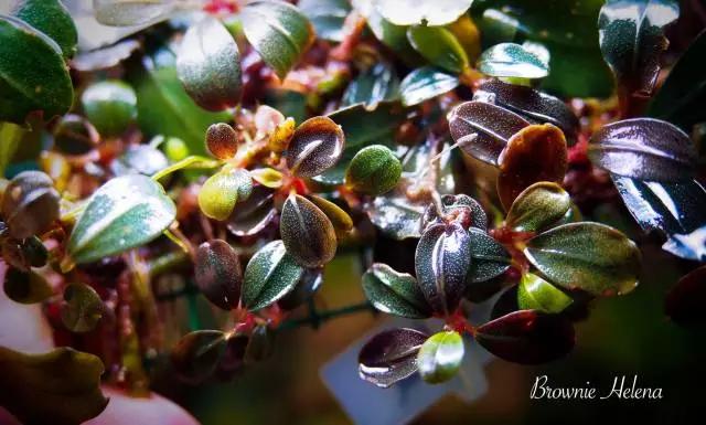 卡佩特k5辣椒榕为什么这么贵,辣椒榕k5为什么贵