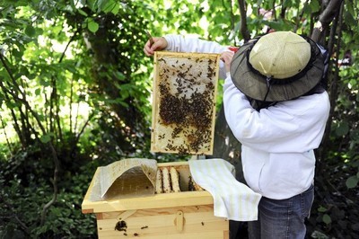 夏季怎样管理中蜂能让蜂群不退群,中蜂没有子脾的蜂群怎么养