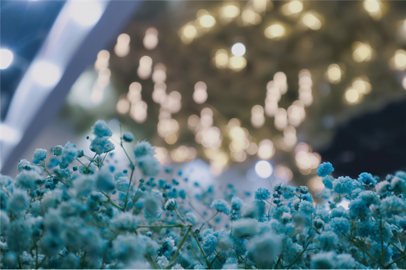 让人惊艳的花展,花展上看到的美到窒息