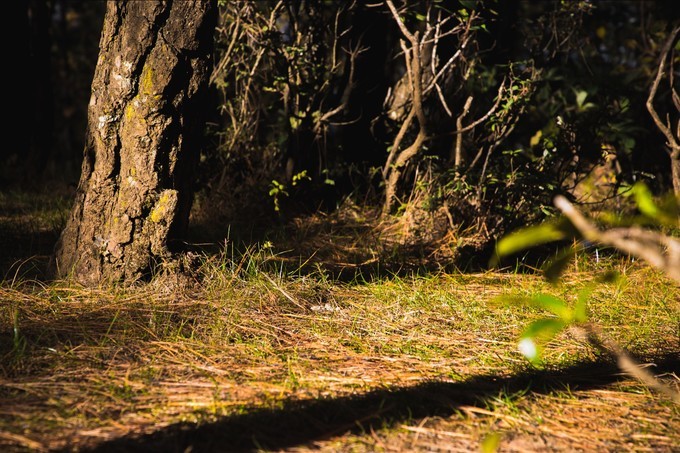 消失的地平线上的“香巴拉”和“女儿国”（二）