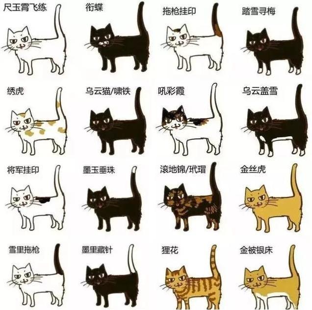 来看看你家猫在古代叫什么名字,古代猫咪花色名称大全