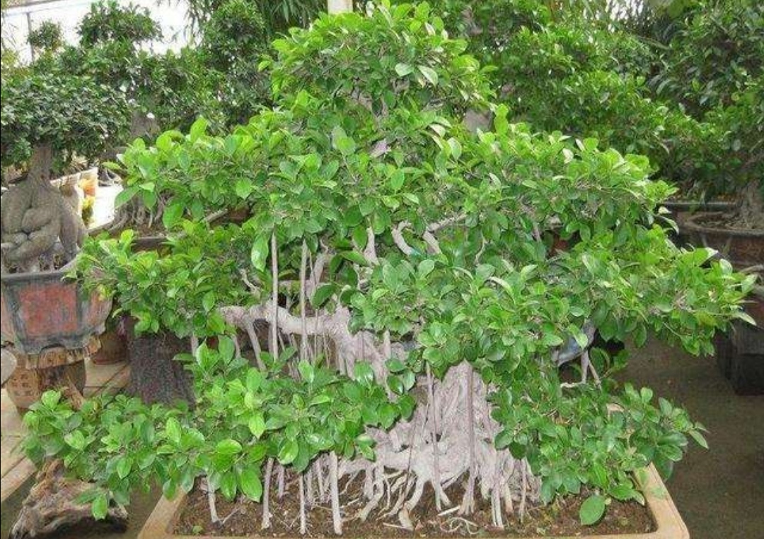 各种树木盆景的养法,什么树木盆景好看又好养