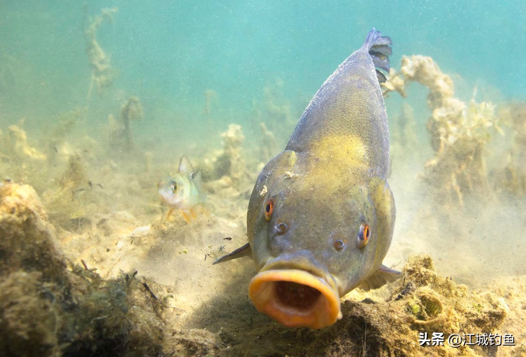 钓鱼时打窝很重要吗,钓鱼接窝子正确方法