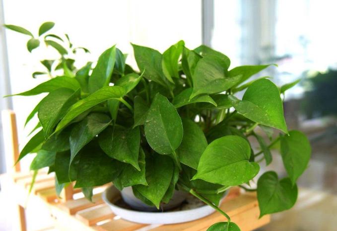 药片过期了吃了怎么办,过期的药片不要扔还可以用来养花