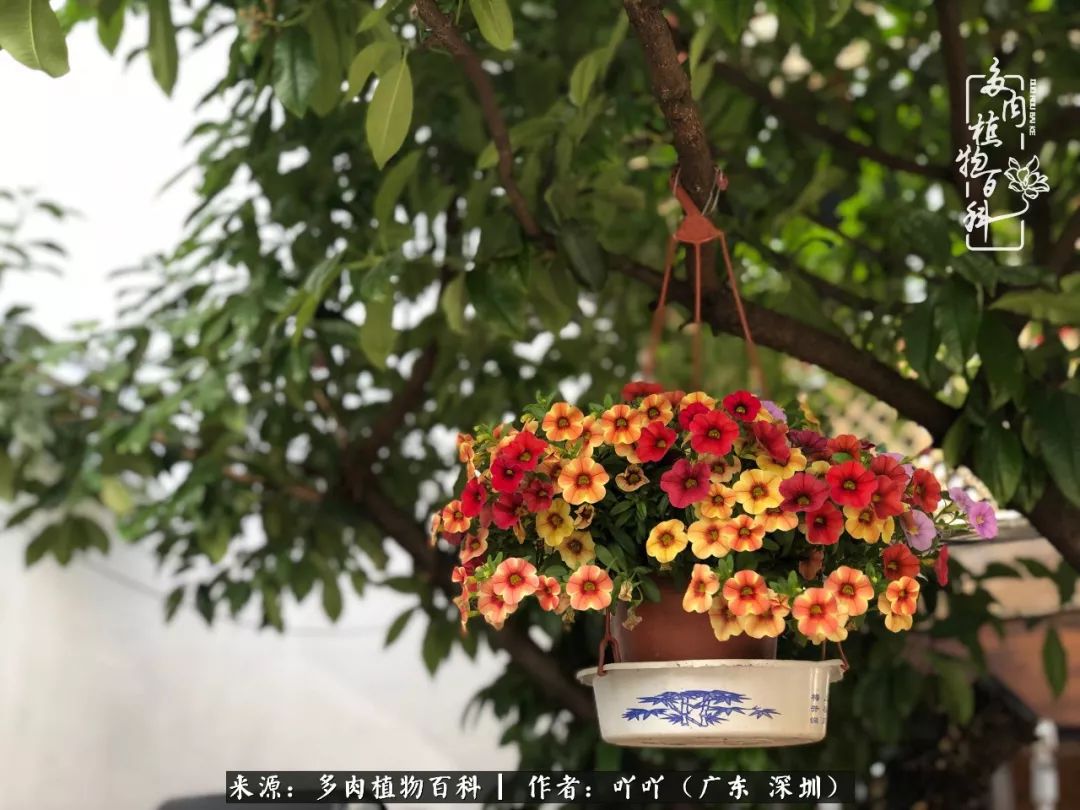 涓冨僵浜戝崡澶氳倝,浜戝崡澶氳倝涔嬫梾