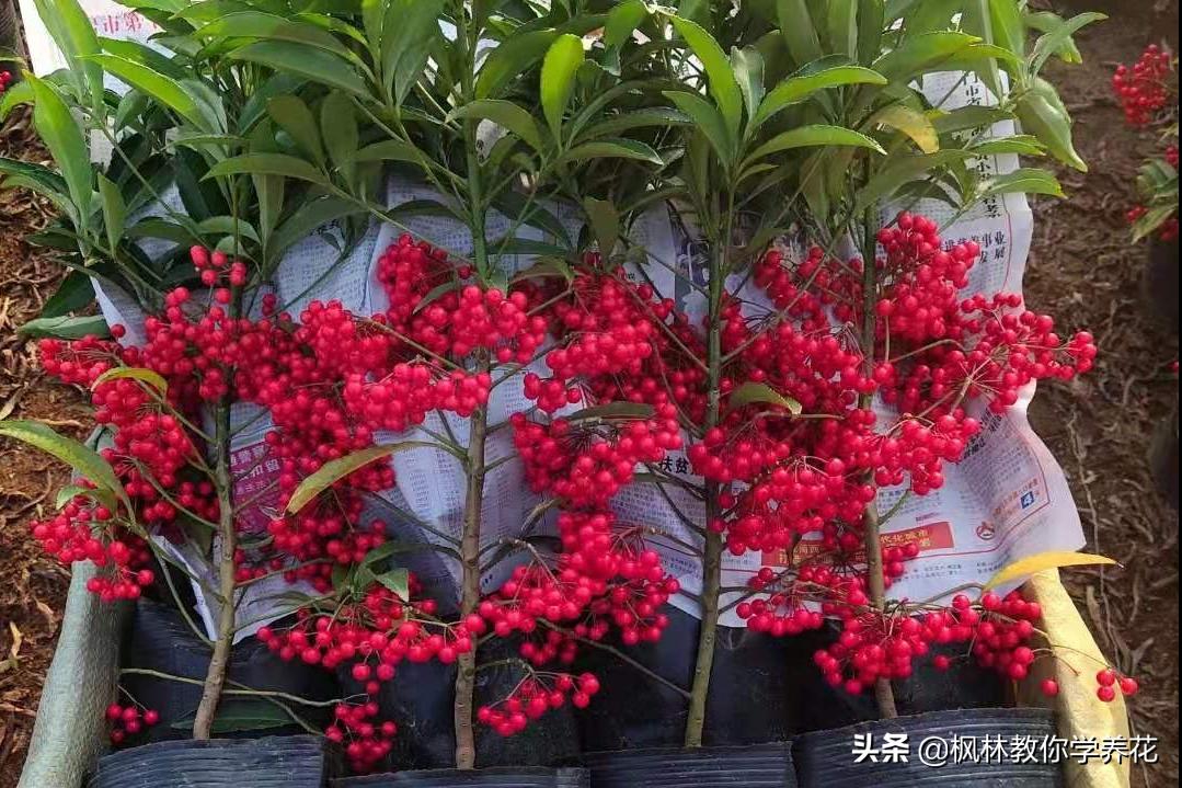 10种春节必选花卉,最受欢迎的十大年宵花