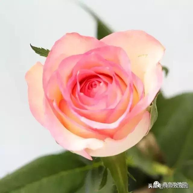 「花师傅开课啦」爱花人必知！南京*瑰园玫**为你科普百种玫瑰