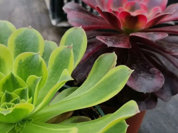 法师新品：青翠欲滴“檬”动我心，青檬法师育繁记