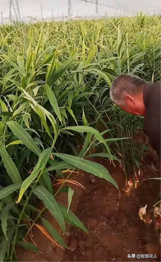 生姜怎么种植防姜瘟,生姜姜瘟病害的预防措施