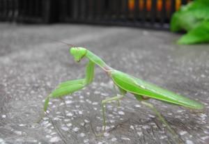 草丛杀手攻略,草丛杀手完整版视频