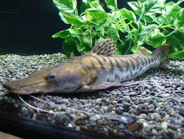 观赏鱼的水温过低的表现,观赏鱼养什么温度低不会死