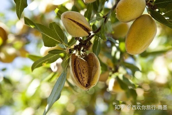 *疆新**瓜果攻略最好的季节配最美味的水果