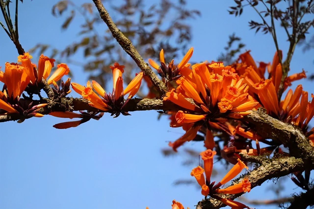 阳春三月·食花记