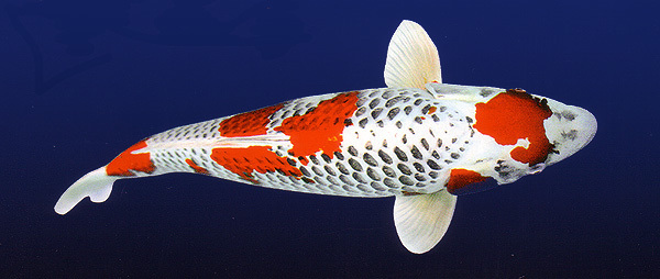 锦鲤如何喂食和喂量,锦鲤怎么喂食才能更肥