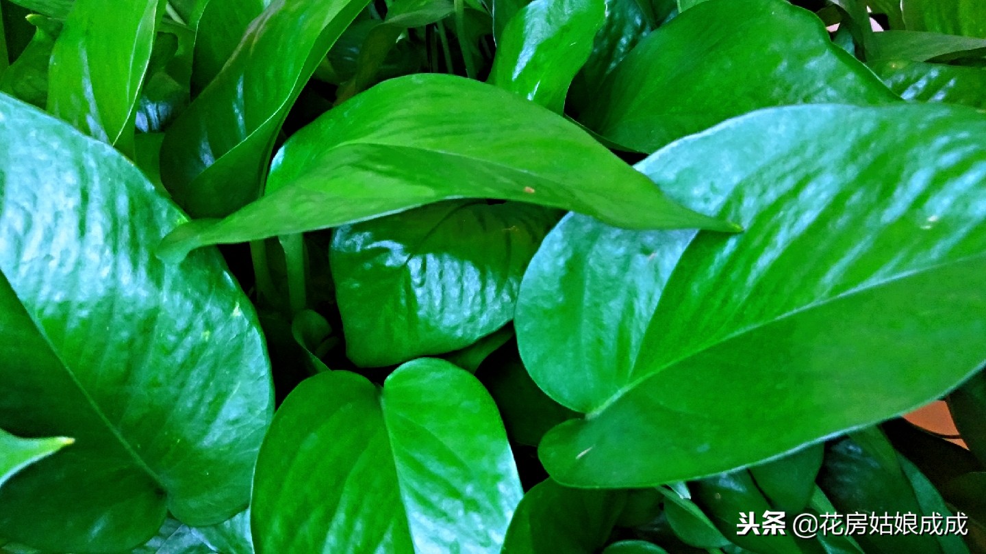 绿萝叶子稀稀拉拉,绿萝长得太长了出现黄叶怎么办