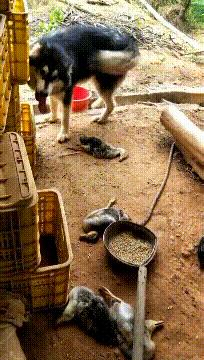 搞笑gif趣图我终于自由了,搞笑gif趣图一步做错步步皆错