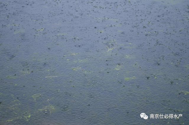 杀蓝藻现象,螃蟹塘用石灰可以杀蓝藻吗