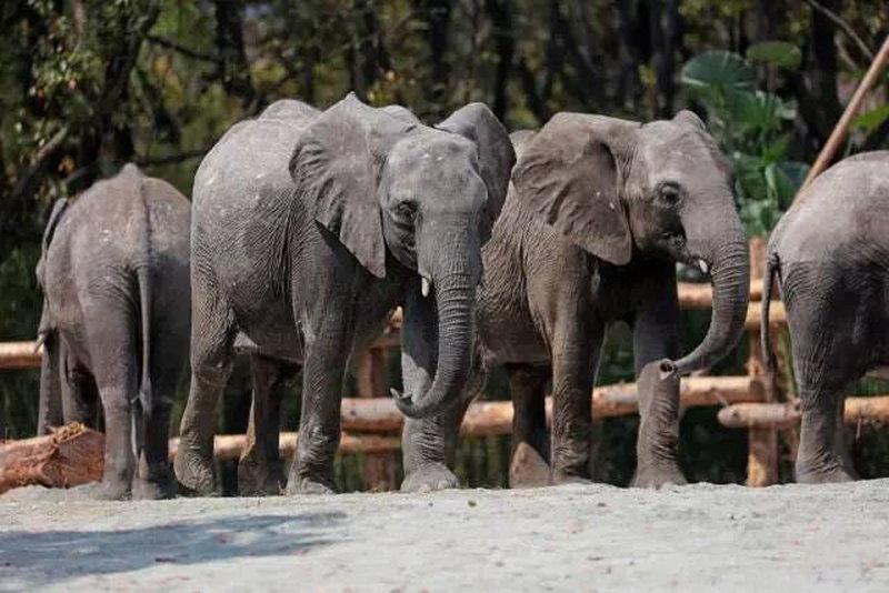 上海热门旅游景点上海野生动物园旅游攻略低音号语音导游
