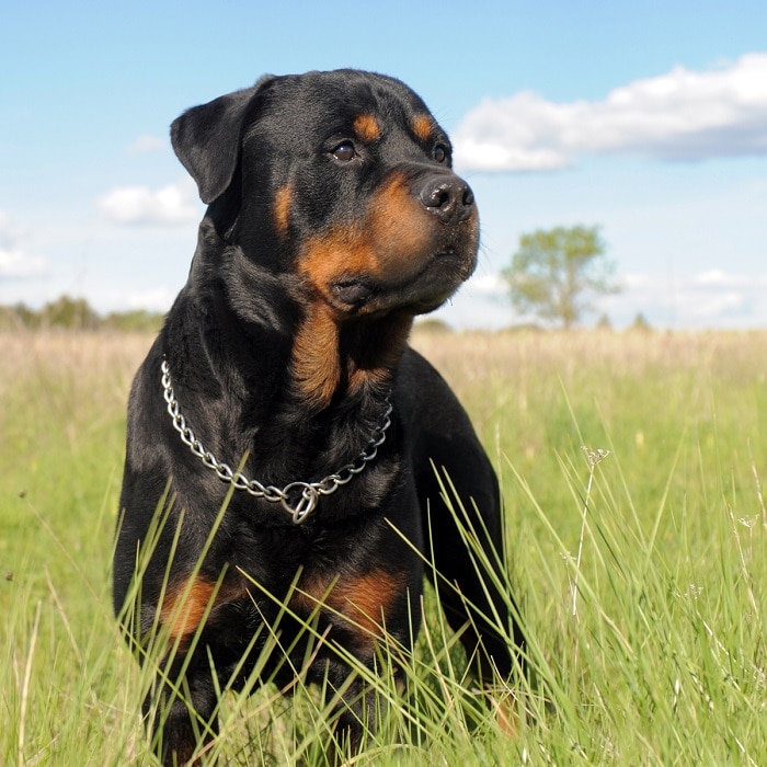 世界上最昂贵的10只狗,世界上十大最名贵的犬种附图