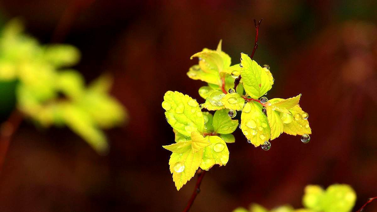 今年清明节前后什么天气,今年清明节前后天气怎么样