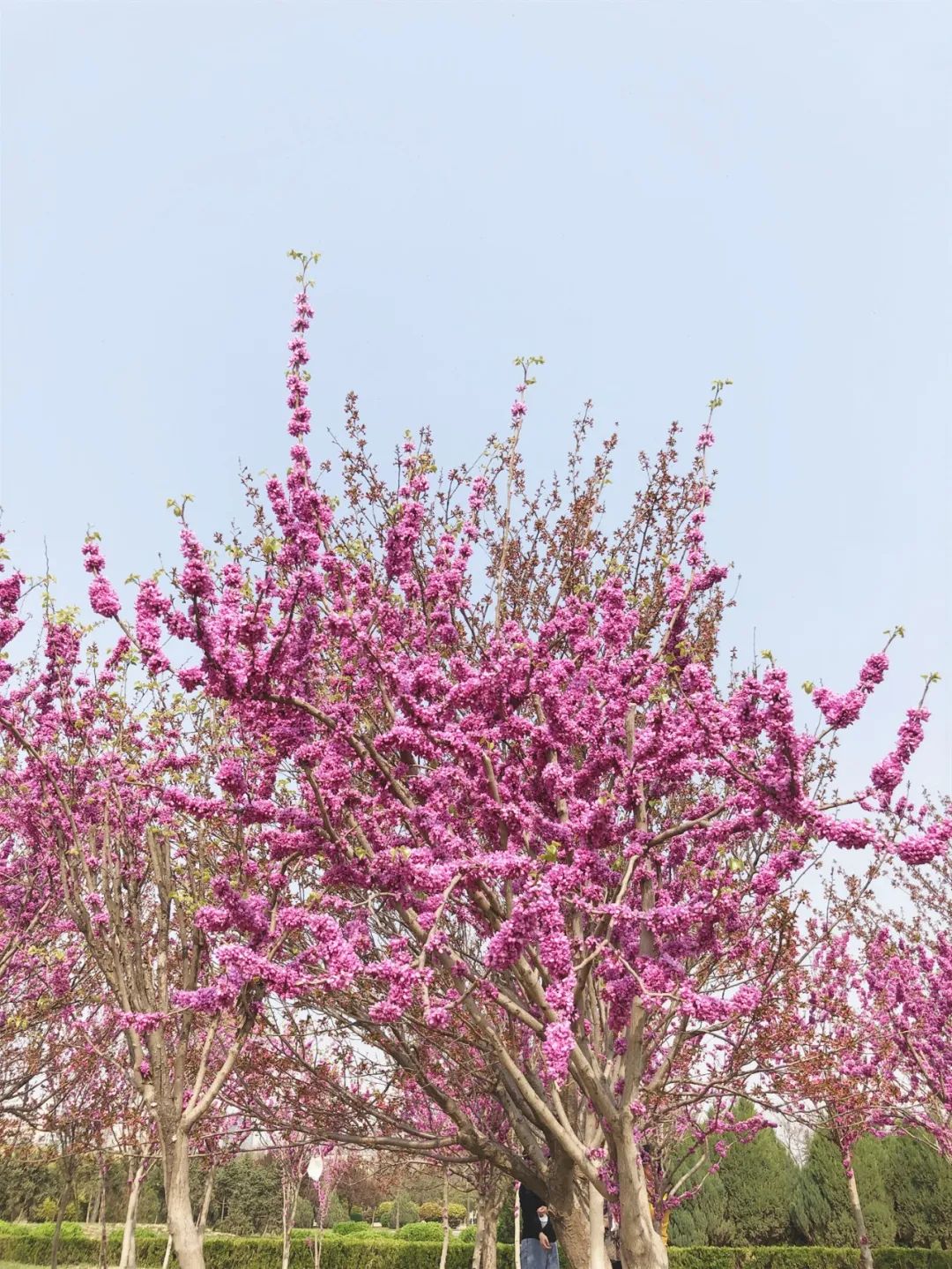 咸阳统一广场郁金香,咸阳郁金香花展在哪里