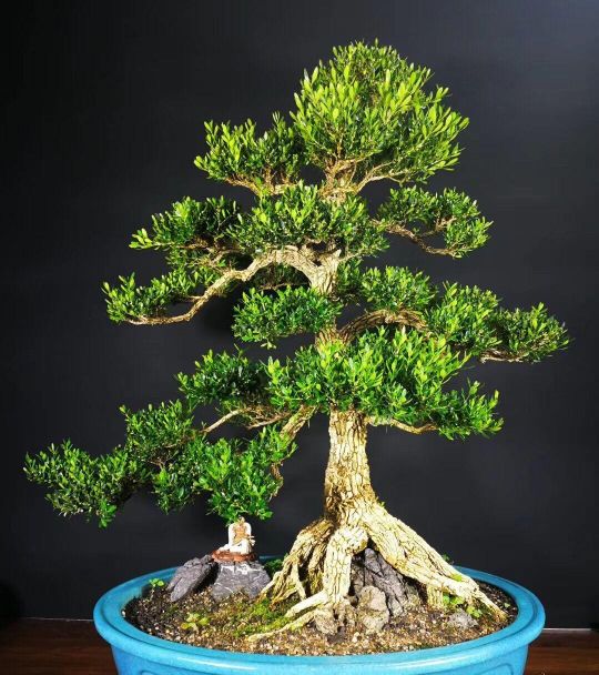 黄杨盆景什么品种好,好黄杨盆景多少钱