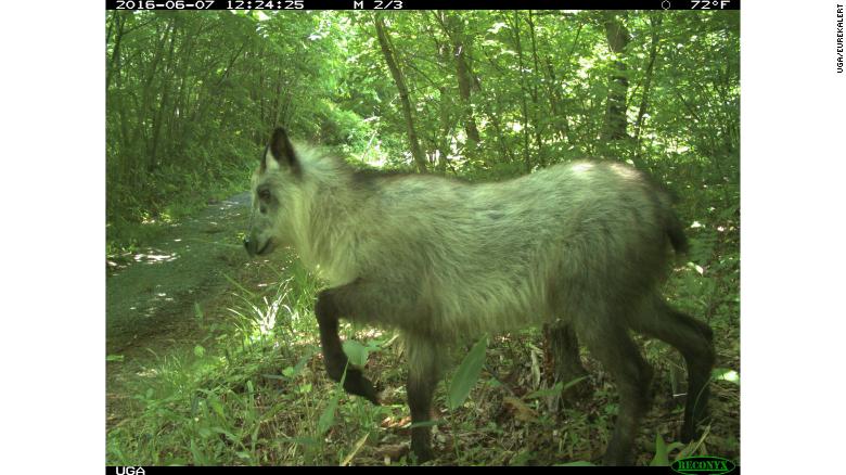 福岛核泄漏引起的癌症,日本福岛核辐射事件