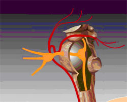 三叉神经痛科普知识,三叉神经痛的科普知识