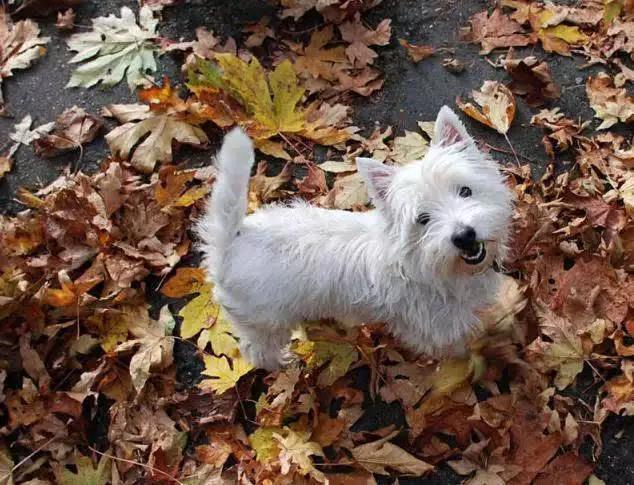 推荐各种狗狗的类型,10种有型罕见的狗狗