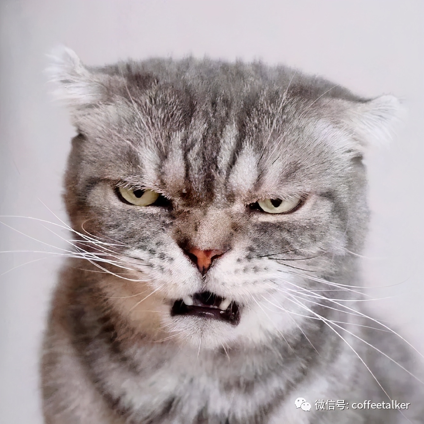 手冲咖啡20g冲水比例多少,一杯手冲咖啡的咖啡含量是多少