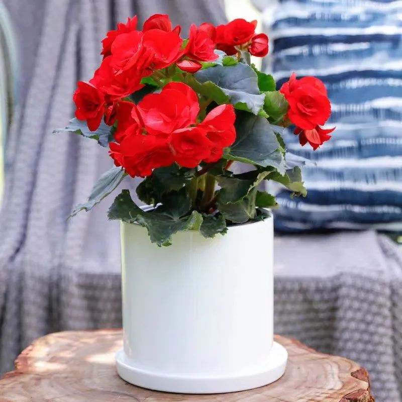 丽格海棠怎么养才能更旺盛呢,丽格海棠怎样能开花饱满