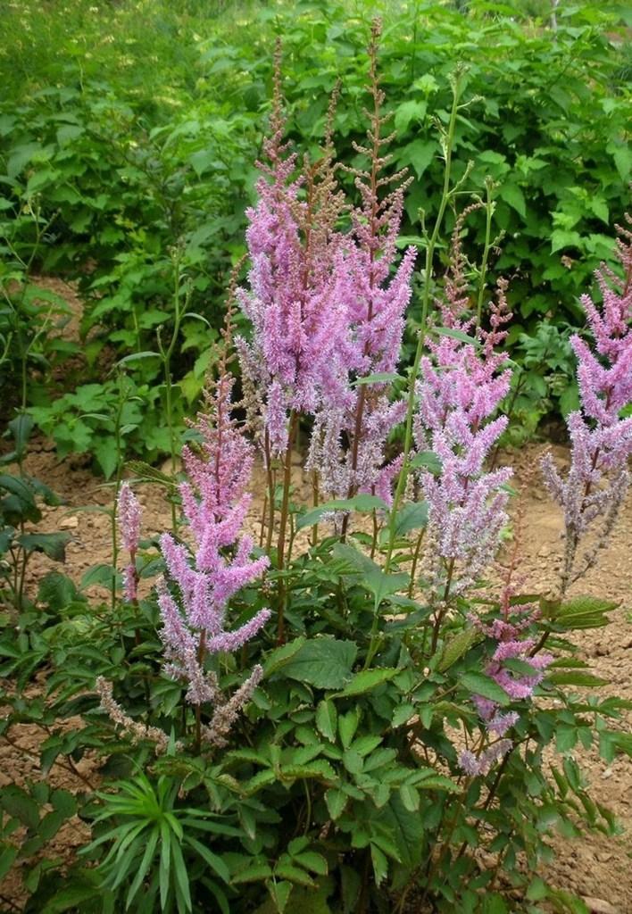 落新妇种球什么时候种,落新妇块根怎么种