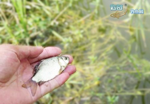 小杂鱼特别多怎么钓鲢鳙,钓鲢鳙怎么避开小杂鱼